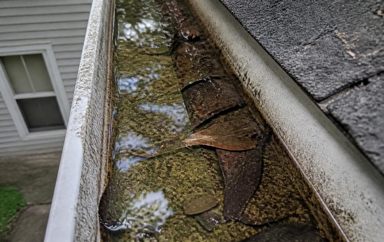 Standing Water in Gutters: Mosquitoes, Odors, and Other Summer Problems